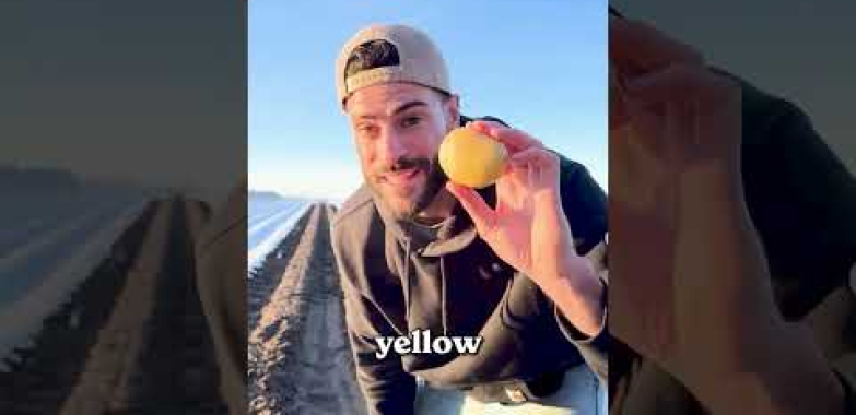 လယ်ယာစိုက်ပျိုးရေးအာလူးဥယျာဉ်ခြံ