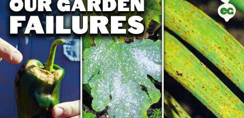 ငါတို့ဥယျာဉ်ခြံမှာမအောင်မြင်ဘူး …