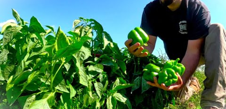 ကျွန်တော်တို့ရဲ့လျှို့ဝှက်ချက်အံ့သွဖွယ်ရိတ်သိမ်း