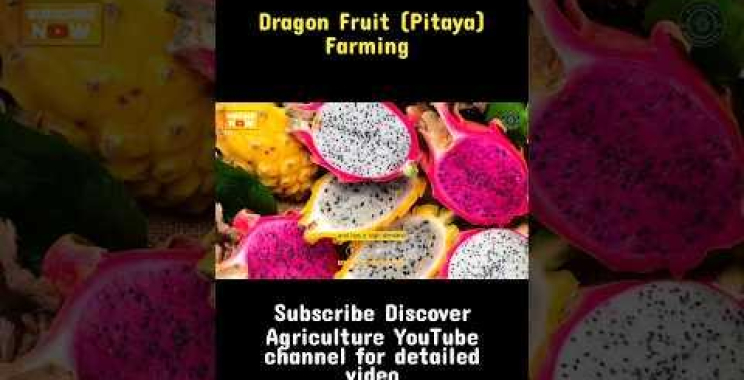 Dragon Fruit (Pitaya) စိုက်ပျိုးရေး #shorts