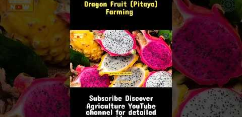 Dragon Fruit (Pitaya) စိုက်ပျိုးရေး #shorts