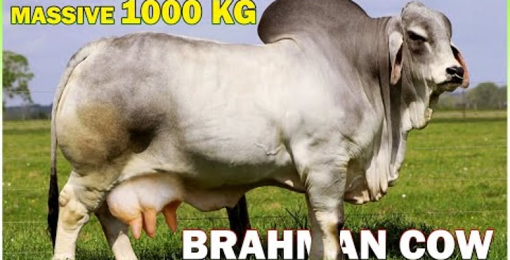 ဗီဒီယို။ ကြီးမားသော 1000 KG Brahman Cow ကိုတွေ့ပါ။