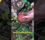 ဗီဒီယို။ ဘူးများတွင် အသီးအနှံများကို အလွယ်တကူ စိုက်ပျိုးပါ။