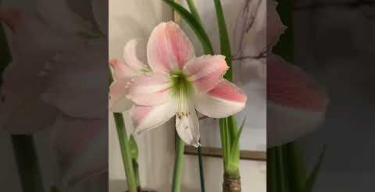 ဗီဒီယို။ သင့်တွင် amaryllis လုံလောက်သည်ဟုထင်ပါက amaryllis များများဝယ်ပါ။