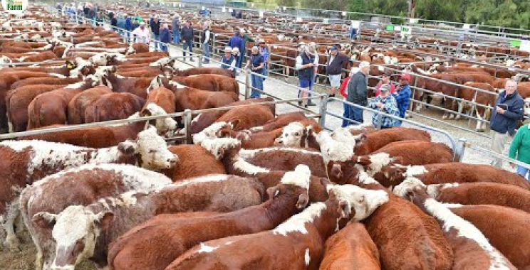 ဩစတေးလျရှိ အကြီးဆုံး နွားမွေးမြူရေး – ခေတ်မီသော မွေးမြူရေးပုံစံ – အရည်အသွေးအကောင်းဆုံး အသား | သြစတြေးလျ စိုက်ပျိုးရေး