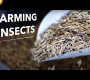 ဗီဒီယို။ စီးပွားဖြစ် Black Soldier Fly Larvae ထုတ်လုပ်မှုလုပ်ငန်း