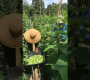ဗီဒီယို။ #agriculture #farmerlife #စိုက်ပျိုးရေး #farmingtips #gardening #farmerslife #homegardening #garden