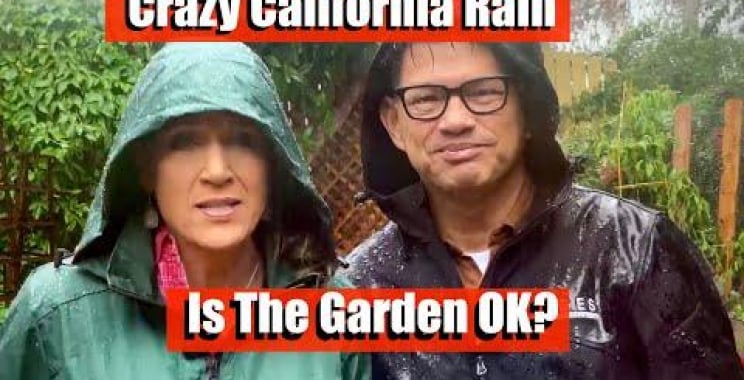 ဗီဒီယို။ Crazy California Rain – The Garden ဟုတ်ပါသလား။