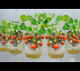ဗီဒီယို။ ဒီစတော်ဘယ်ရီ စိုက်ပျိုးနည်းတွေကို မြန်မြန်သိစေချင်တယ်၊ အသီးတွေက ကြီးတယ်၊ အရမ်းချိုတယ်။