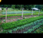 ဗီဒီယို။ နေထိုင်မှုလမ်းကြောင်းများ- ပြည့်စုံသော စိုက်ပျိုးသူများလမ်းညွှန်