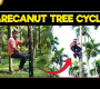 ဗီဒီယို။ Arecanut သစ်ပင်တက်ခြင်းသံသရာ