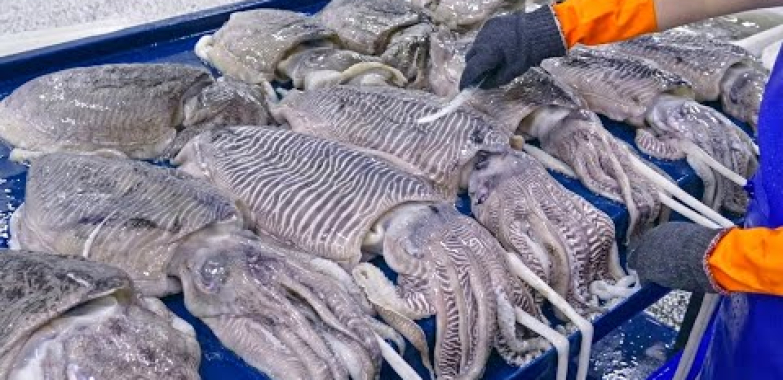 တစ်ရက်လျှင် 10000 KG！ ကင်းမွန်လုံး ထုတ်လုပ်မှု လုပ်ငန်းစဉ်/日產10000公斤！台灣花枝丸大量生產工廠၊ 花枝切割_ 宏裕行y-Food