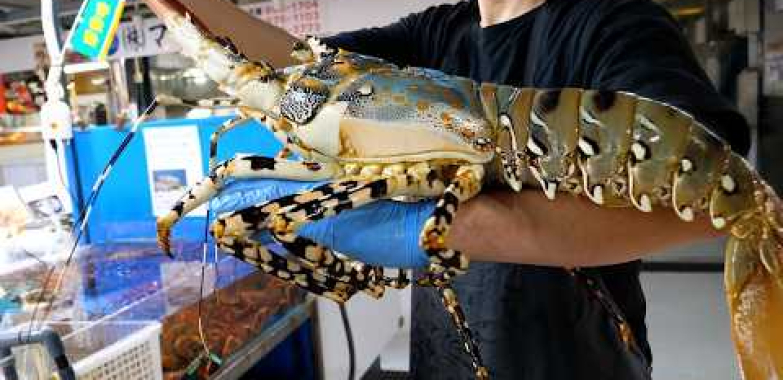 사람 팔길이 보다 긴 수퍼사이즈 괴물 랍스터