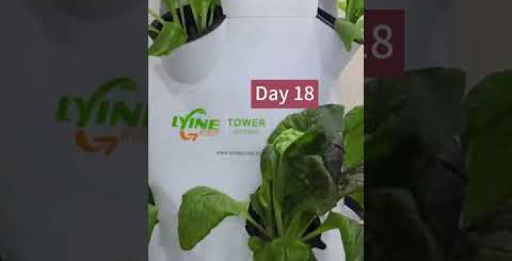 ဗီဒီယို။ Hydroponic Lettuce သည် ၂၁ ရက်အတွင်း လျင်မြန်စွာ ကြီးထွားပုံ