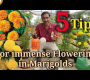 ဗီဒီယို။ Marigold တွင် များပြားလှသော ပန်းများရရှိရန် ဤအချက် ၅ ချက်ကို လိုက်နာပါ။