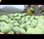 ဗီဒီယို။ အလွန်ကောင်းမွန်သော ဂျပန်ဂေါ်ဖီထုပ်စိုက်ပျိုးရေးနည်းပညာ – ဂျပန်ဂေါ်ဖီထုပ်စိုက်ပျိုးခြင်းနှင့် ရိတ်သိမ်းခြင်း