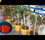 ဗီဒီယို။ အိမ်မှာလုပ်ထားတဲ့ Grow Bag မှာ ခရမ်းချဉ်သီးစိုက်ပျိုးနည်း