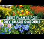 ဗီဒီယို။ Dry Shade Gardens တွင် စိုက်ပျိုးရန် ချစ်စရာကောင်းသော အပင် 7 မျိုး ?✨ // PlantDo Home & Garden ?