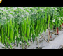 ဗီဒီယို။ ရိုးရှင်းသောငရုတ်စိုက်ပျိုးခြင်း။