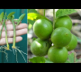 ဗီဒီယို။ ခုတ်မှ သံပုရာပင် စိုက်ပျိုးနည်း