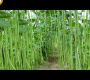 ဗီဒီယို။ ဘာဘာတီစိုက်ပျိုးမှု