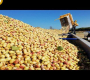 ဗီဒီယို- အစေ့အဆန်တန်ချိန်များကို ခေတ်မီစိုက်ပျိုးရေးစက်ဖြင့် ရိတ်သိမ်းနည်း – Pistachio၊Almond၊ Pecan ရိတ်သိမ်းခြင်းနှင့် ပြုပြင်ခြင်း