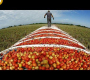 ဗီဒီယို- အမေရိကန် စိုက်ပျိုးရေးနည်းပညာ – ကယ်လီဖိုးနီးယားတွင် ခရမ်းချဉ်သီး ဘီလီယံပေါင်းများစွာ ရိတ်သိမ်းပါ။