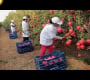 ဗီဒီယို- သလဲသီးတန်ချိန် ရာနှင့်ချီ ရိတ်သိမ်းပြီး လုပ်ဆောင်ခြင်း – ခေတ်မီ စိုက်ပျိုးရေး နည်းပညာ