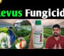 ဗီဒီယို။ Revus မှိုသတ်ဆေး Syngenta Revus မှိုသတ်ဆေး။။ Mandipropamid ၂၃