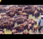 အမေရိကတွင် ထောင်ပေါင်းများစွာသော BISON များကို ဤနည်းဖြင့် မွေးမြူနေသည် – Bison Farming Documentary