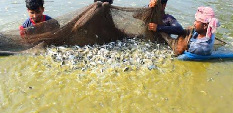 Pangasius ငါးရိတ်သိမ်းခြင်း။