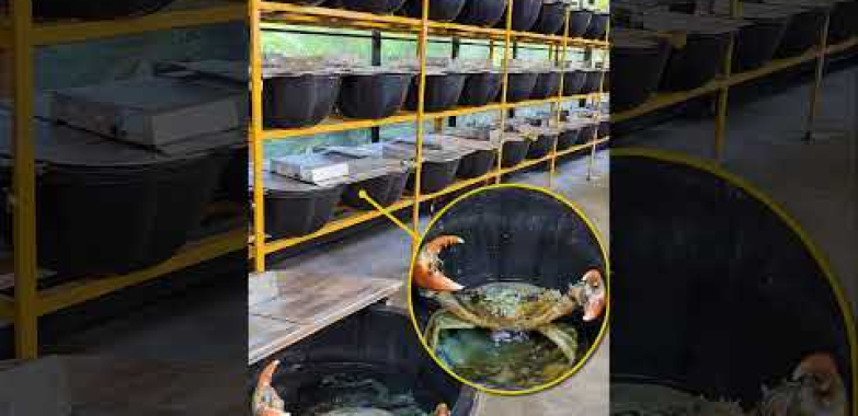 ဒေါင်လိုက်ကဏန်းမွေးမြူရေးခြံအတွင်း! 🦀 ပုံးများထဲမှ ကဏန်းကြီးများ