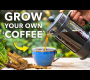 ဗီဒီယို။ အိမ်မှာ ‘ကော်ဖီ’ စိုက်ပျိုးနည်း (အံ့သြစရာကောင်းလောက်အောင် လွယ်ကူပါတယ်)
