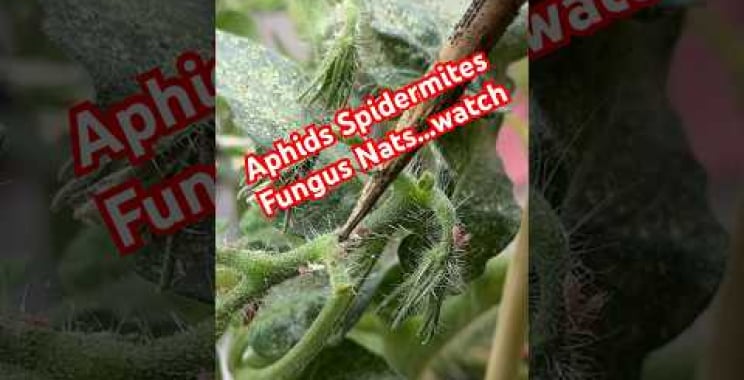 ဗီဒီယို။ Aphids Spider-Mites မှို Gnats