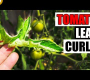 ဗီဒီယို။ Tomato Leaf Curl – Garden Quickie အပိုင်း 161