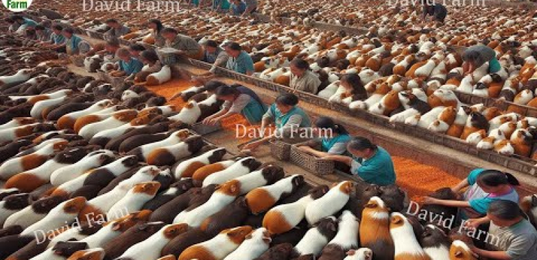 China Guinea Pig Farm – တရုတ်လယ်သမားက ဂီနီဝက်မွေးမြူပြီး တစ်နှစ်ကို ဒေါ်လာ ၁ သန်း ဘယ်လိုရှာမလဲ။