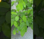 ဗီဒီယို။ လှပသောမိုးလုံလေလုံအပင်များ