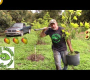 ဗီဒီယို- ကျွန်ုပ်တို့၏ တောအုပ်တွင် ထောပတ်သီးမျိုးသစ်များ စိုက်ပျိုးခြင်း။