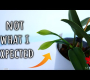 ဗီဒီယို။ မဖြစ်နိုင်သော သစ်ခွပန်းပွင့်များနှင့် ဘူးသီးများကို လေ့လာကြည့်ရှုခြင်း။