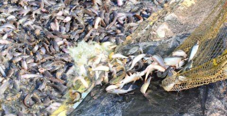 Kampffisch Fang ဗီဒီယိုများ | Millionen von Magur-Hybriden fangen im Teich