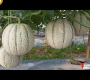 ဗီဒီယို။ ဂျပန်ဖရဲသီးစိုက်ပျိုးရေးနည်းပညာ – ဂျပန်ဖရဲသီးစက်ရုံမှ ဖရဲသီးကို ရိတ်သိမ်းခြင်း။