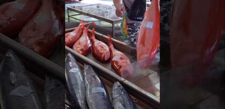 အမြီးရှည်လျားသောအမြီး! အနီရောင်စိန်ငါးဖြတ်တောက်ခြင်း / 巨大長尾鳥! 巨大長尾鳥