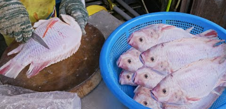 Mouthwatering! Steamed ငါးခေါင်း, ရွှံ့စေး Grouper Head / 鮮甜美味! 鮮甜美味! 砂鍋石斑魚頭, 醬蒸大頭鰱, 醬蒸大頭鰱,