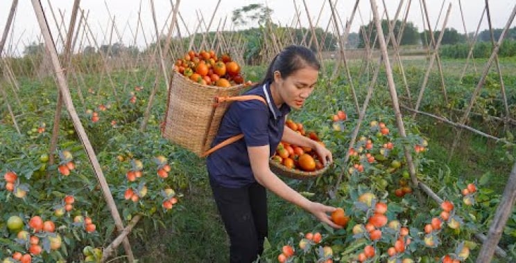 ဗီဒီယို။ ချိုမြိန်သော ခရမ်းချဉ်သီး ဥယျာဉ်ကို ရိတ်သိမ်းပါ – ၃ နှစ်လျှင် တစ်ကြိမ် အသီး သီး သော အမျိုးအစား သည် စျေးသို့ သွားသည်