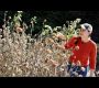 ဗီဒီယို။ Southern Fall Garden Tour- နိုဝင်ဘာလတွင် ကျွန်ုပ်တို့၏ဥယျာဉ်