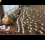 ဥများမှ ပေါက်လာသော အံ့သြဖွယ် တောရိုင်း ဘဲများ – Nee Baby Duck မွေးဖွား