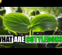 ဗီဒီယို။ Cotyledons ဆိုတာဘာလဲ