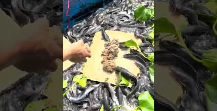 ဗီဒီယို။ ငါးအစာလုပ်တယ် #diypondfilter #frog #pondfilter #fish #farmchannel #farming