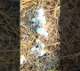 #mushroomcultivation #မှိုစိုက်နည်း #ကောက်ရိုးမှိုစိုက်နည်း #မှို #farming #garden #agriculture