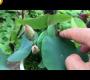 ဗီဒီယို။ အိမ်တွင် ကြာပန်းအသေးစား စိုက်ပျိုးခြင်း။